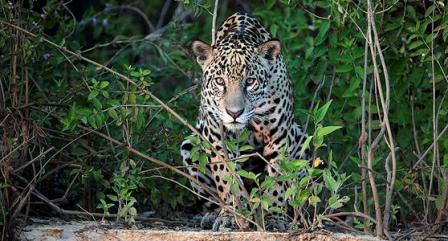ZONES HUMIDES(photos,textes, Jaguars-dans-le-pantanal