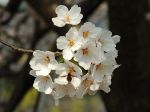 Fleurs de Cerisier Prunus serrulata