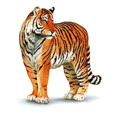 tigre-dessin